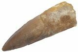 Robust, Fossil Spinosaurus Tooth - Real Dinosaur Tooth #222538-1